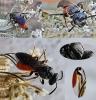 Sphecodes sp.